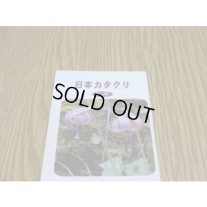 画像1: 日本カタクリ