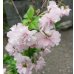 画像3: 八房富士桜 琳宝(1) (3)