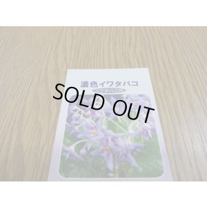 画像3: 濃紫イワタバコ