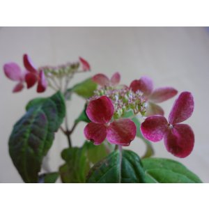 画像2: 山アジサイ 紅(クレナイ)