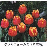 チューリップ球根 ダブルフォーカス