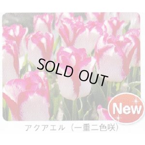 画像1: チューリップ球根 アクアエル