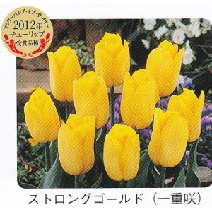 画像1: チューリップ球根 ストロングゴールド