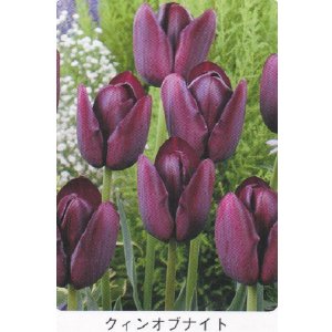画像1: チューリップ球根 クイーンオブナイト