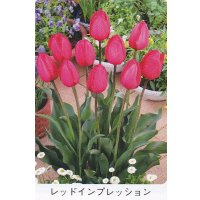 チューリップ球根 レッドインプレッション