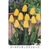 チューリップ球根 ゴールデンオックスフォード