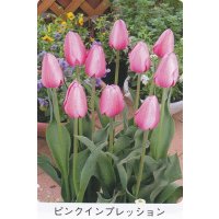 チューリップ球根 ピンクインプレッション