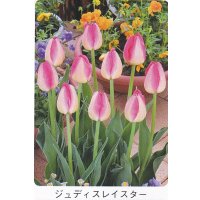 チューリップ球根 ジュディスレイスター