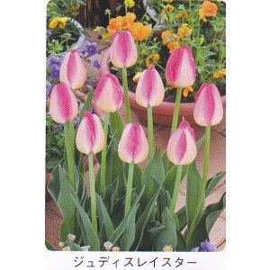 画像1: チューリップ球根 ジュディスレイスター