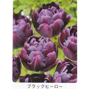 画像1: チューリップ球根 ブラックヒーロー