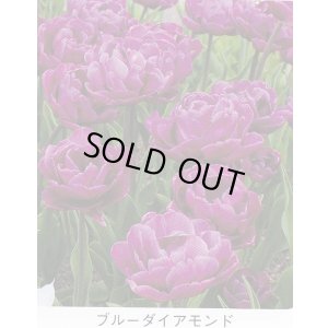 画像1: チューリップ球根 ブルーダイアモンド