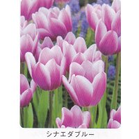 チューリップ球根 シナエダブルー