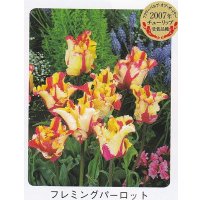 チューリップ球根 フレミングパーロット