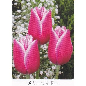 画像1: チューリップ球根 メリーウィドー