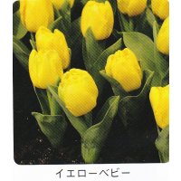 ミニチューリップ球根 イエローベビー