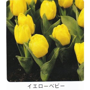 画像1: ミニチューリップ球根 イエローベビー