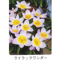 ミニ・原種チューリップ球根 ライラックワンダー