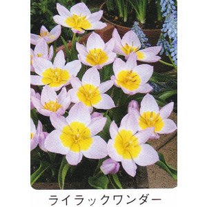 画像1: ミニ・原種チューリップ球根 ライラックワンダー