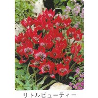 ミニ・原種チューリップ球根 リトルビューティー