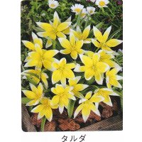 ミニ・原種チューリップ球根 ダルダ
