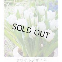 ミニチューリップ球根 ホワイトデザイア