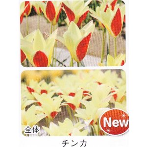 画像1: ミニ・原種チューリップ球根 チンカ