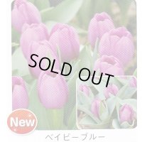ミニチューリップ球根 ベイビーブルー