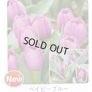 画像1: ミニチューリップ球根 ベイビーブルー