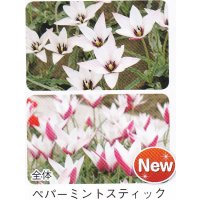 ミニ・原種チューリップ球根 ペパーミントスティック