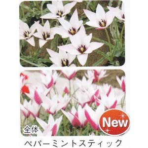 画像1: ミニ・原種チューリップ球根 ペパーミントスティック