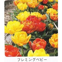 ミニチューリップ球根 フレミングベビー