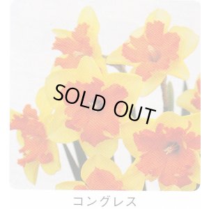 画像1: スイセン球根 コングレス