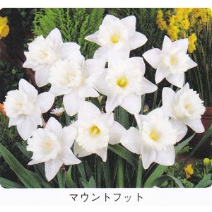 画像1: スイセン球根 マウントフット