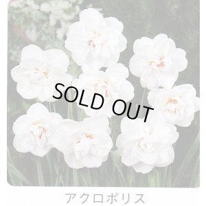 画像1: スイセン球根 アクロポリス