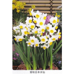 画像1: スイセン球根 寒咲日本水仙