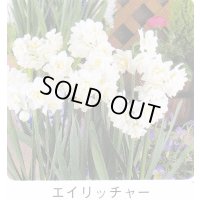 スイセン球根 エイリッチャー