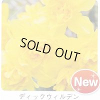 スイセン球根 ディックウィルデン