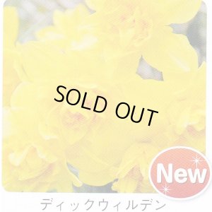 画像1: スイセン球根 ディックウィルデン