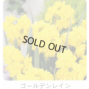 画像1: スイセン球根 ゴールデンレイン