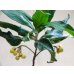 画像5: 斑入白実 百両金(2) (5)