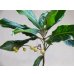 画像5: 斑入白実 百両金(1) (5)