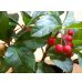画像3: ヤブコウジ 紅玉 (3)