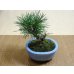 画像2: 黒松(2)(鉢植え) (2)
