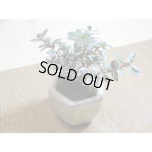 画像3: 斑入コケモモ(鉢植え)