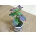 画像4: 寒菊(1本鉢植え) (4)