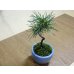 画像3: 黒松(1)(鉢植え) (3)