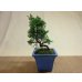 画像1: 糸魚川真柏(鉢植え) (1)