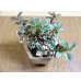画像5: 斑入コケモモ(鉢植え) (5)