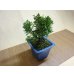 画像3: 糸魚川真柏(鉢植え) (3)