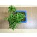 画像5: 糸魚川真柏(鉢植え) (5)